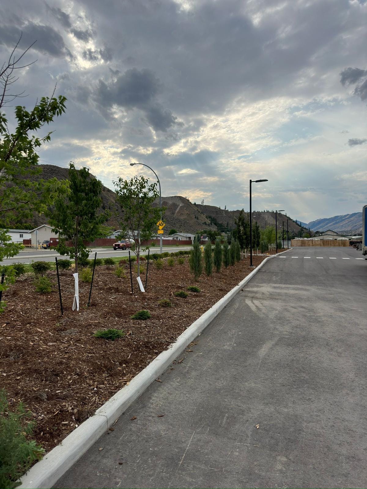 Newly planted trees and shrubs in a mulched bed along a commercial parking lot curb