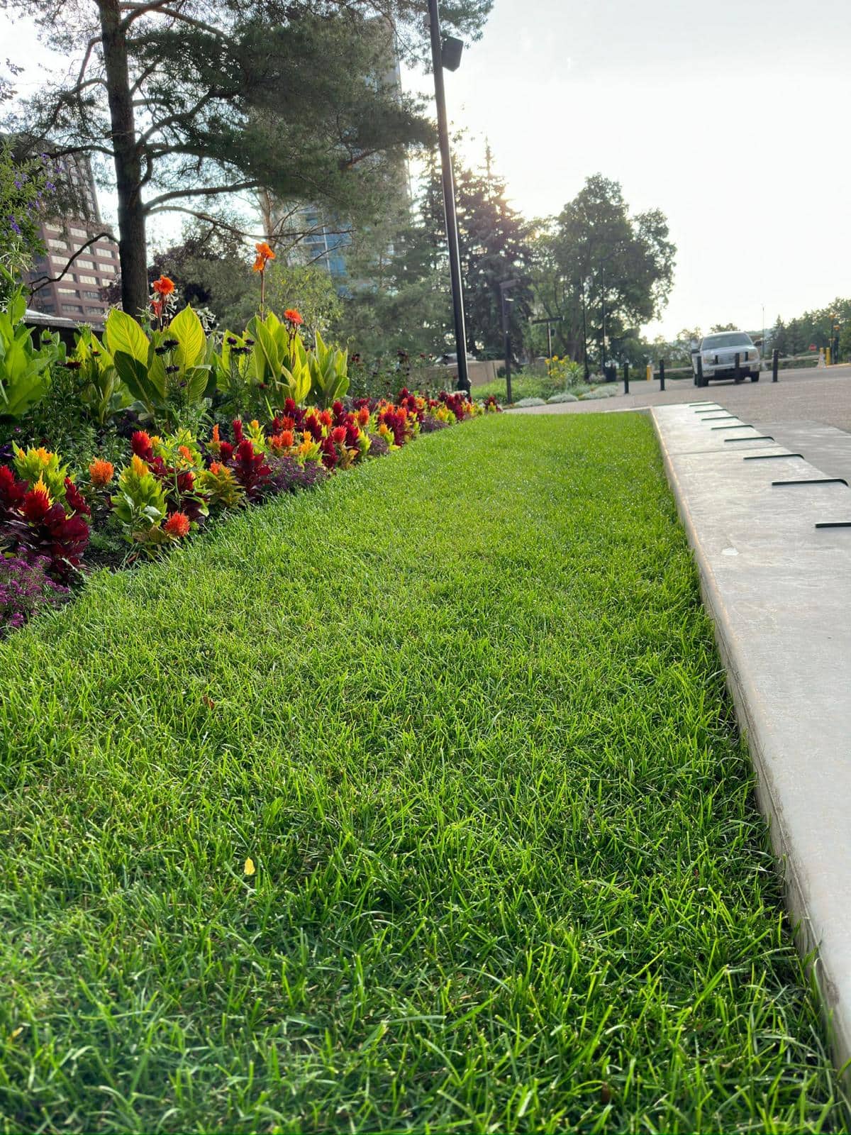 Lush green boulevard lawn and mixed annual flower beds beside a concrete curb in downtown Edmonton