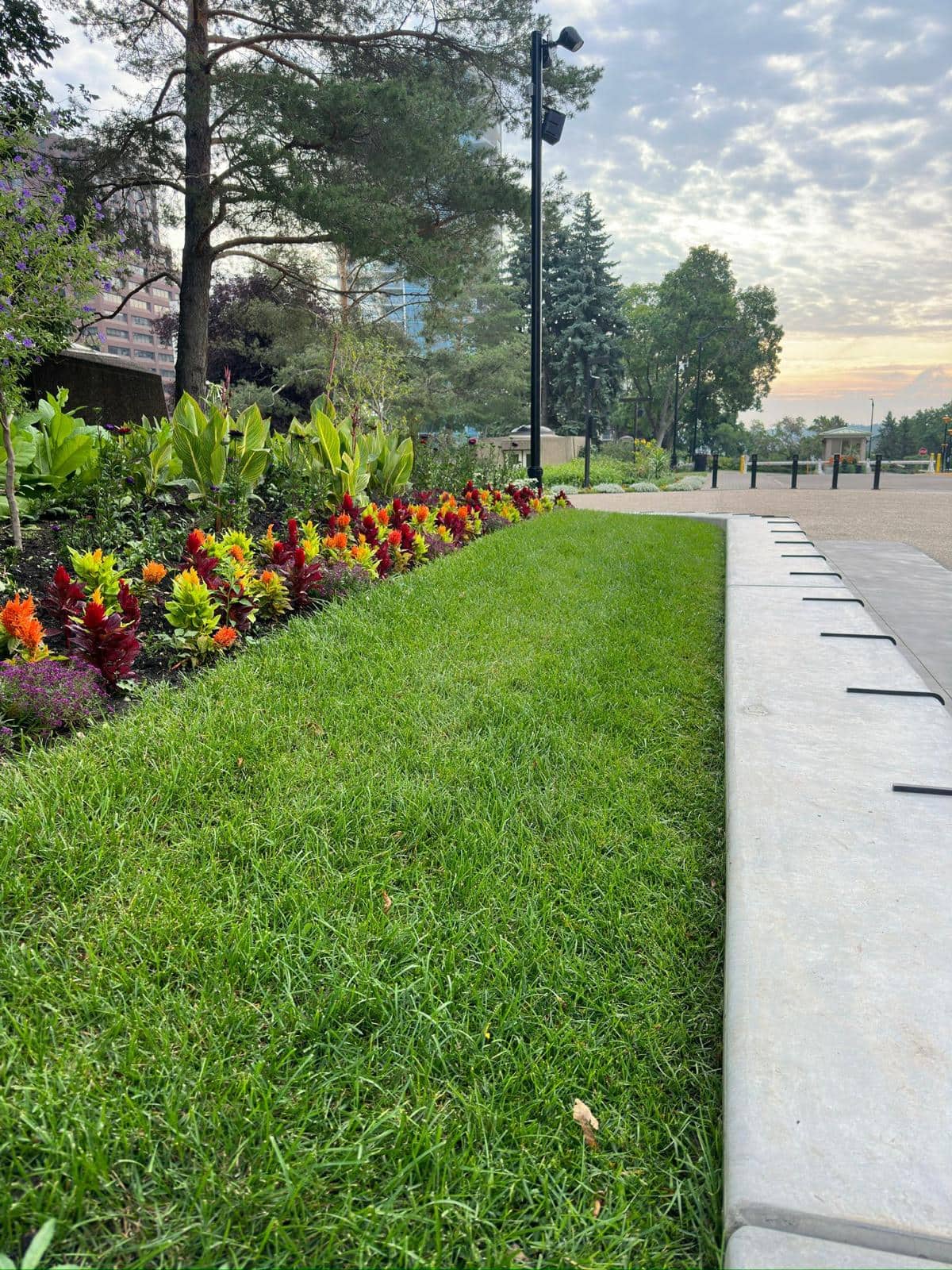Mixed perennial and annual bed beside fresh turf and a poured concrete curb at dusk