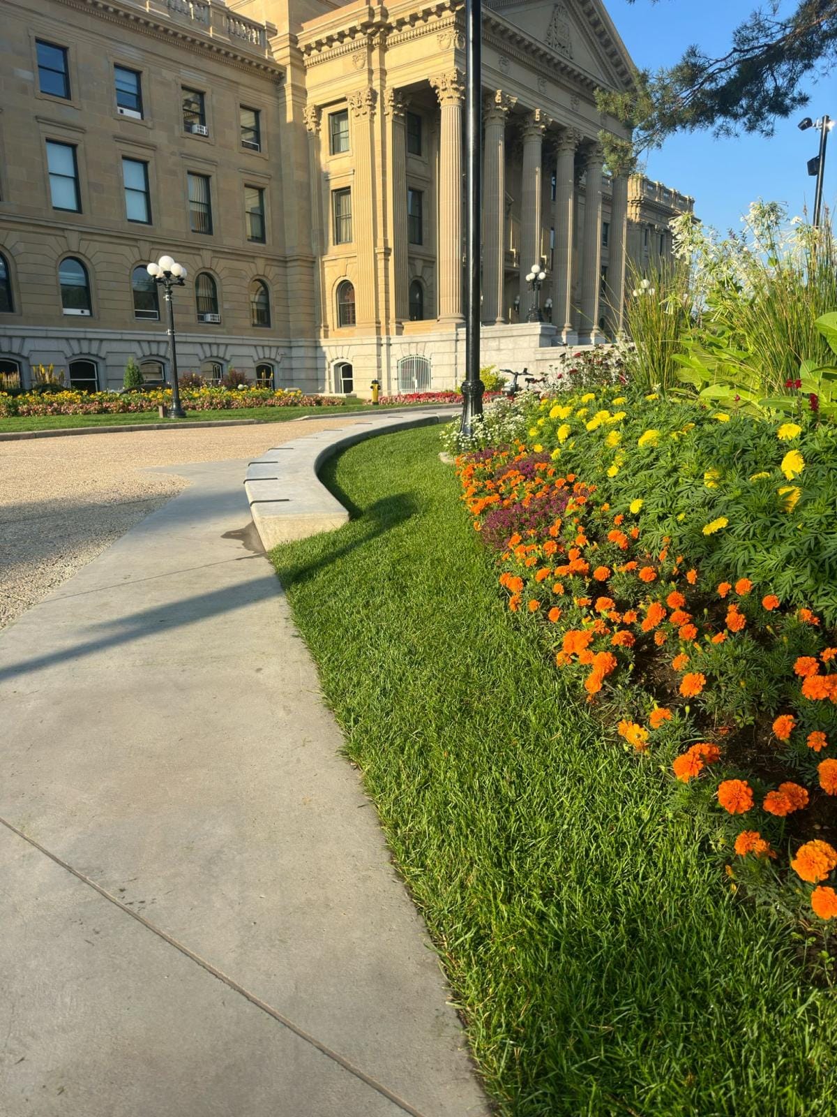 Curved concrete curb and walkway separating turf from marigold beds at the Alberta Legislature